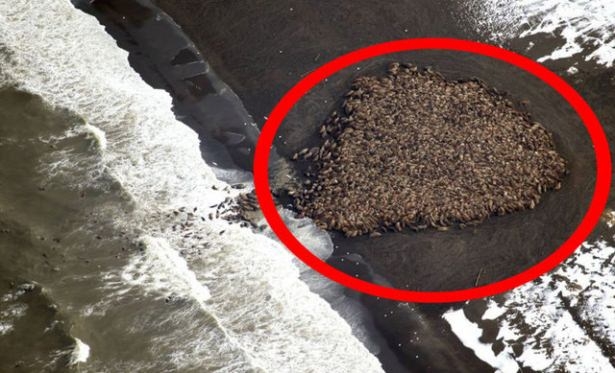 Hayvanların büyük göçlerinden muhteşem kareler 5