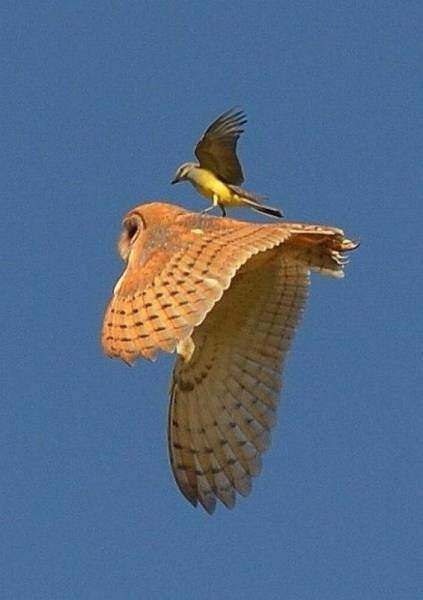 Birbirinden ilginç enteresan fotoğraflar 18