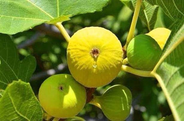 Hangi il neyiyle meşhur? 12