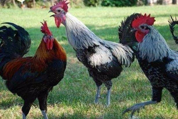 Hangi il neyiyle meşhur? 26