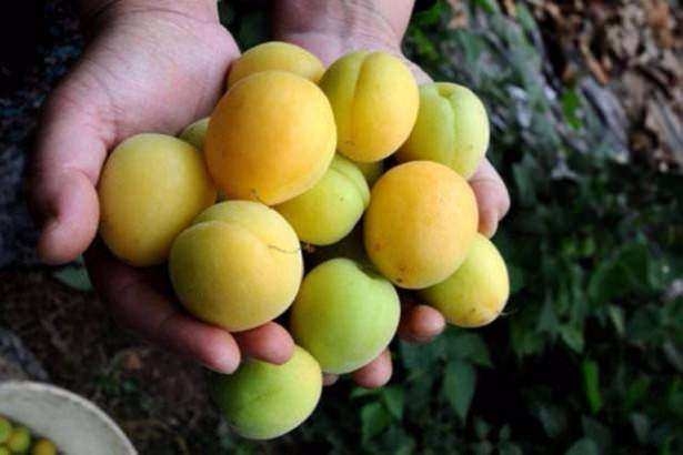 Hangi il neyiyle meşhur? 39