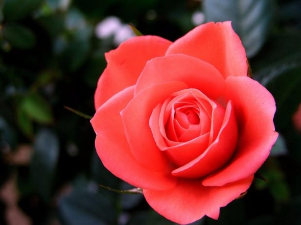 Hangi il neyiyle meşhur? 40