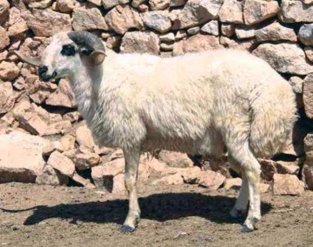 Hangi il neyiyle meşhur? 45