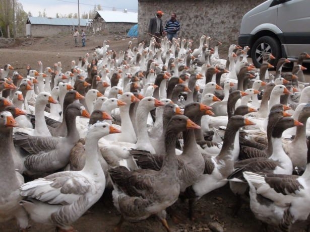 Hangi il neyiyle meşhur? 46