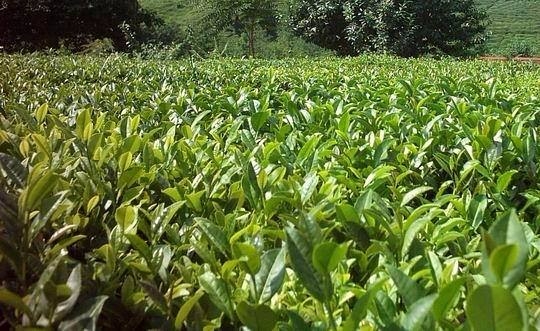 Hangi il neyiyle meşhur? 66