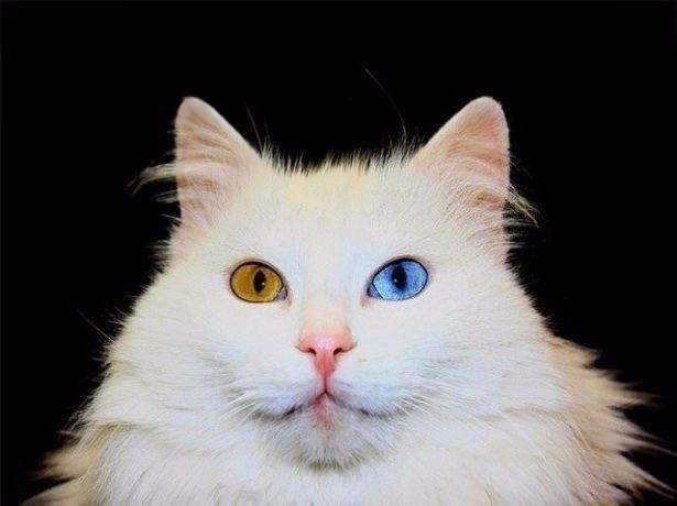 Hangi il neyiyle meşhur? 79