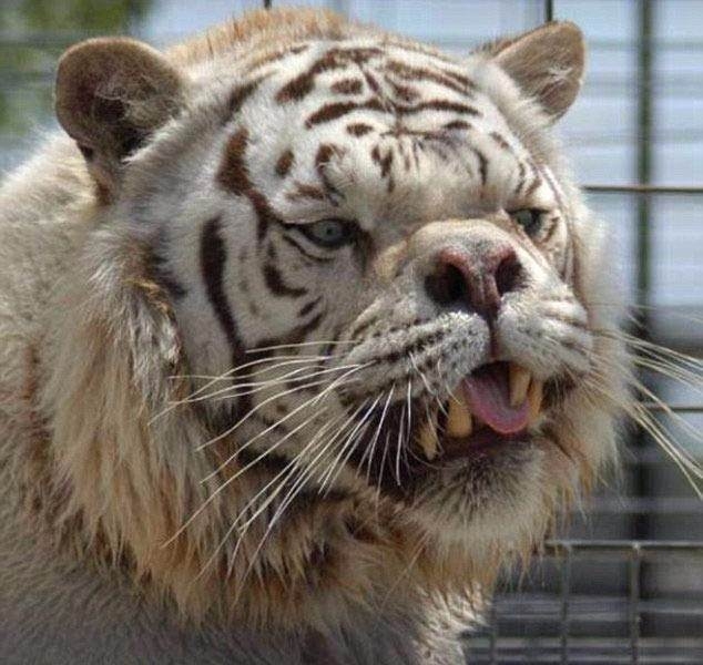 Daha önce böylesini görmediniz! 1