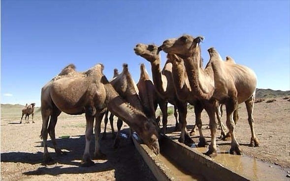 Daha önce böylesini görmediniz! 12