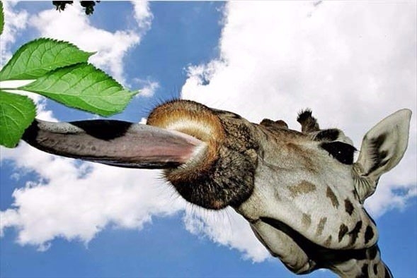 Daha önce böylesini görmediniz! 15