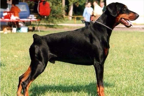 Daha önce böylesini görmediniz! 19