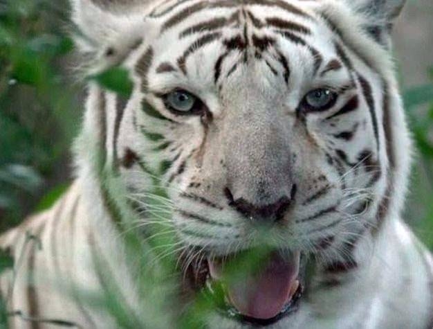 Daha önce böylesini görmediniz! 2