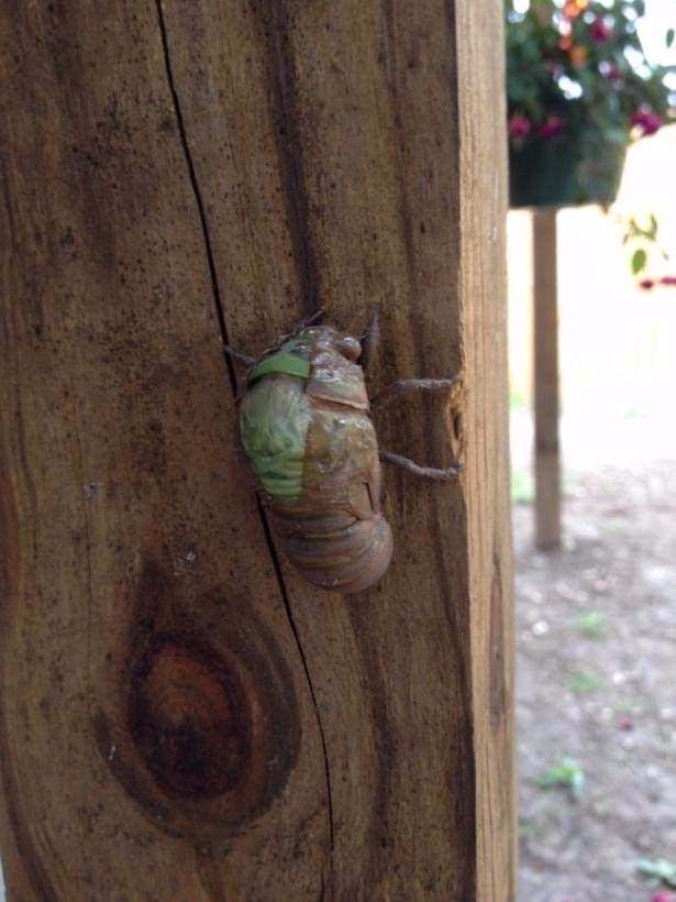 Daha önce böylesini görmediniz! 25