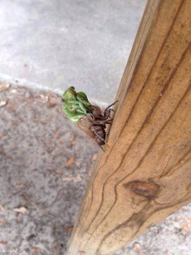 Daha önce böylesini görmediniz! 26