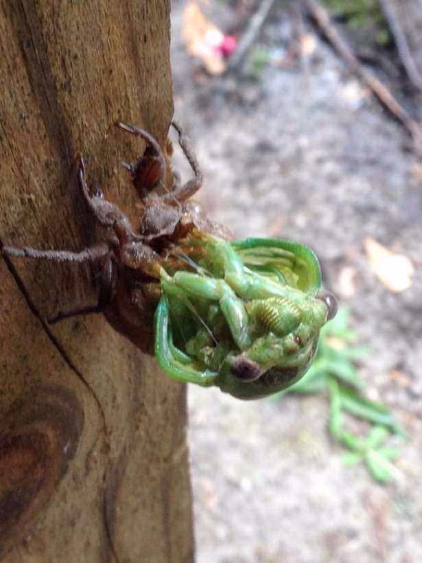 Daha önce böylesini görmediniz! 28