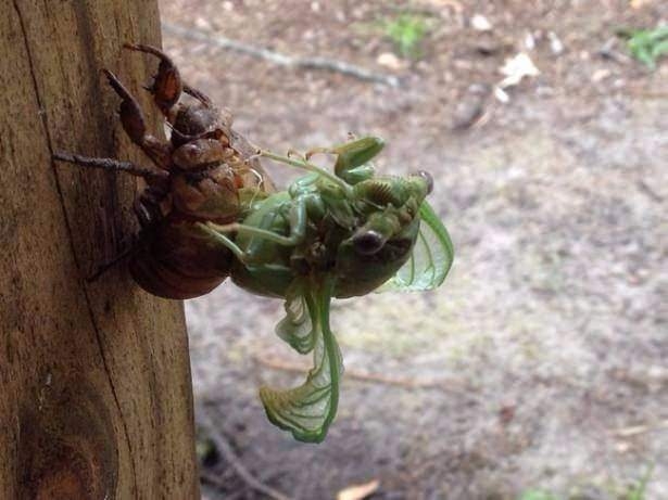 Daha önce böylesini görmediniz! 29