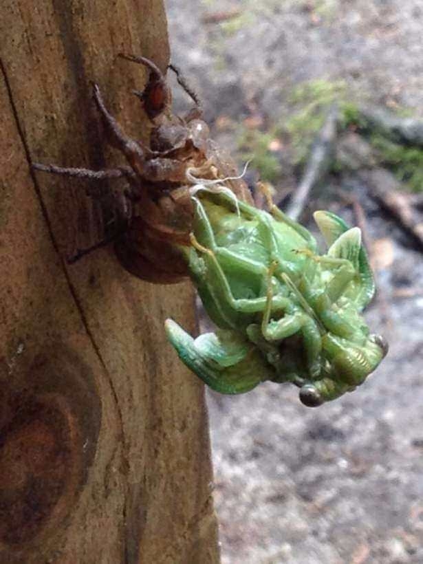 Daha önce böylesini görmediniz! 30