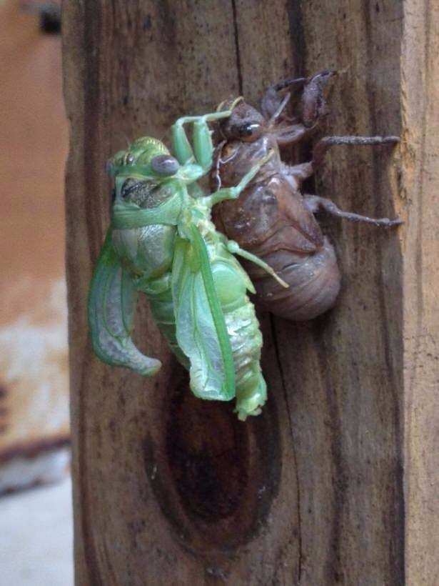 Daha önce böylesini görmediniz! 32