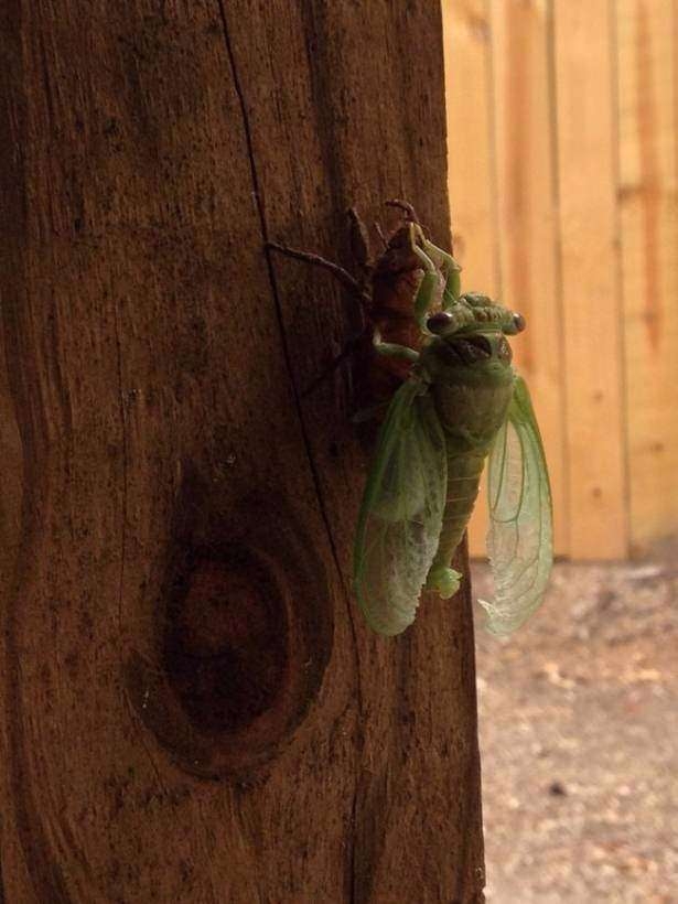 Daha önce böylesini görmediniz! 33