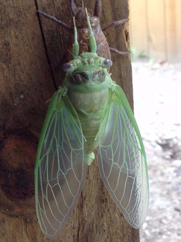 Daha önce böylesini görmediniz! 34