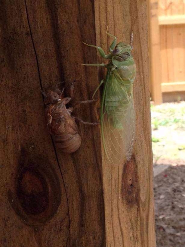 Daha önce böylesini görmediniz! 35