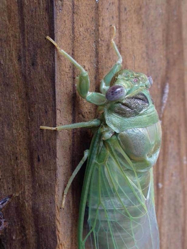 Daha önce böylesini görmediniz! 36