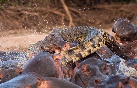 Daha önce böylesini görmediniz! 45