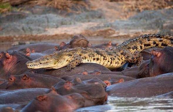 Daha önce böylesini görmediniz! 49