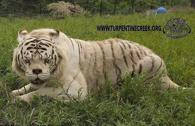 Daha önce böylesini görmediniz! 6