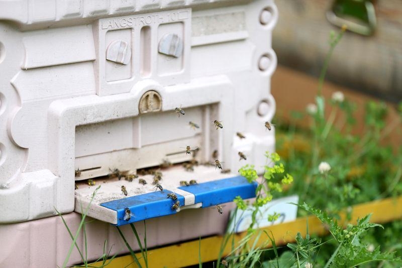 'Sokmayan arı'ya yoğun talep 9