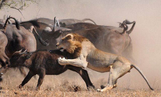 Vahşi yaşamın acımasızlığı 19