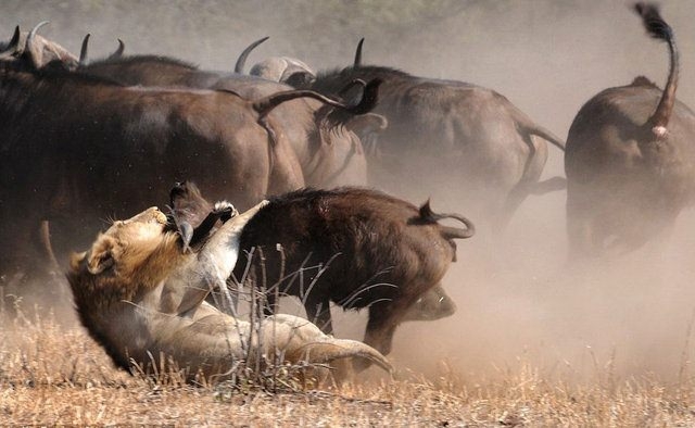 Vahşi yaşamın acımasızlığı 22