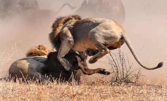 Vahşi yaşamın acımasızlığı 23