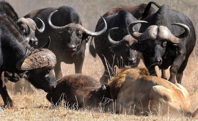 Vahşi yaşamın acımasızlığı 25