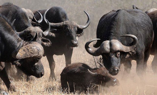 Vahşi yaşamın acımasızlığı 28