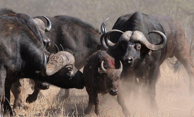 Vahşi yaşamın acımasızlığı 29