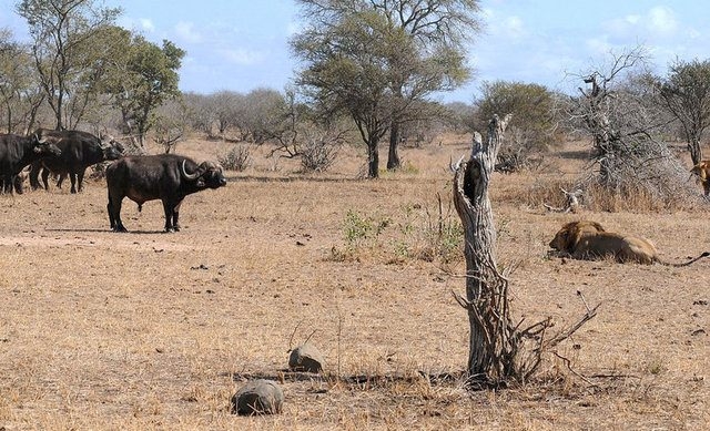 Vahşi yaşamın acımasızlığı 30