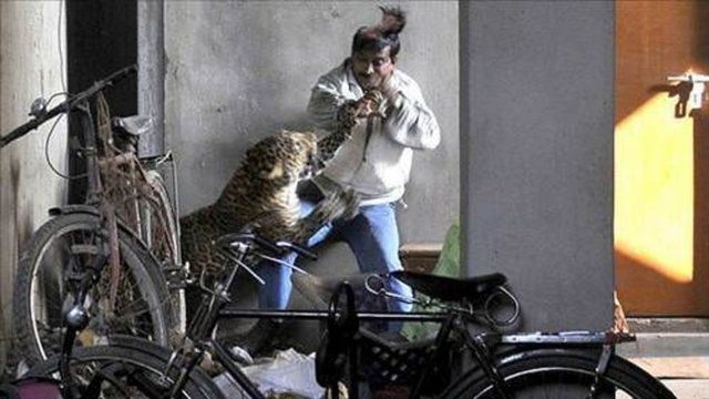 Vahşi yaşamın acımasızlığı 33