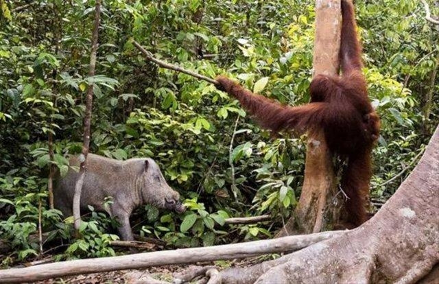 Vahşi yaşamın acımasızlığı 5