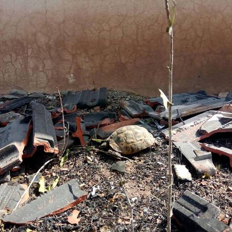 Tatil cenneti alev alev yanıyor! 17