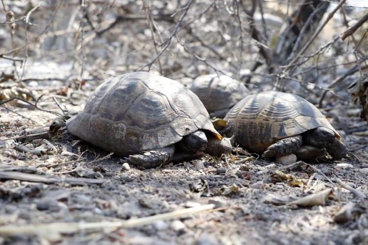 Dünyanın cesaret edemediğini Türkiye yaptı 24