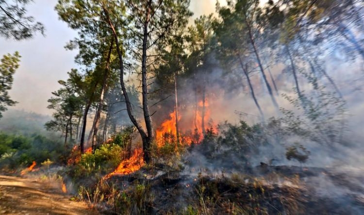 Dünyanın cesaret edemediğini Türkiye yaptı 33
