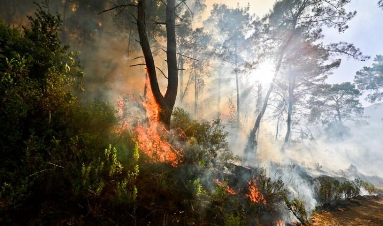Dünyanın cesaret edemediğini Türkiye yaptı 42