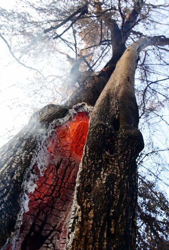 Dünyanın cesaret edemediğini Türkiye yaptı 43