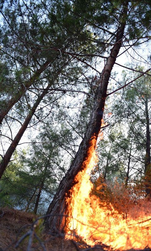 Dünyanın cesaret edemediğini Türkiye yaptı 63
