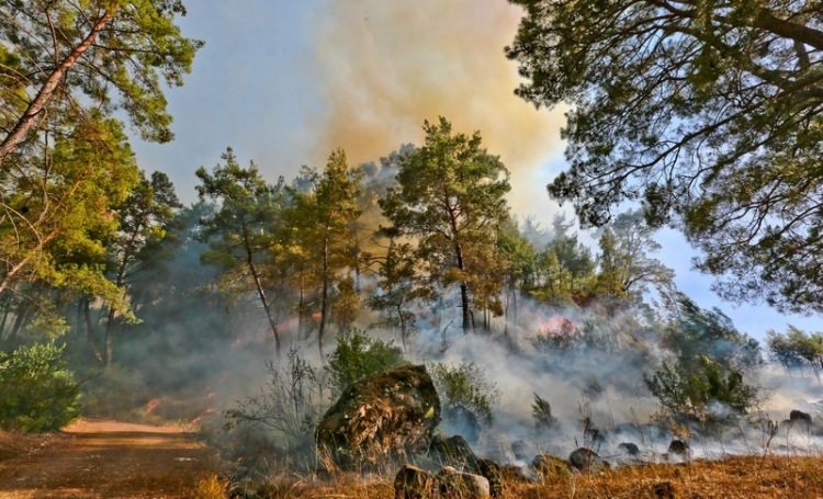 Dünyanın cesaret edemediğini Türkiye yaptı 76