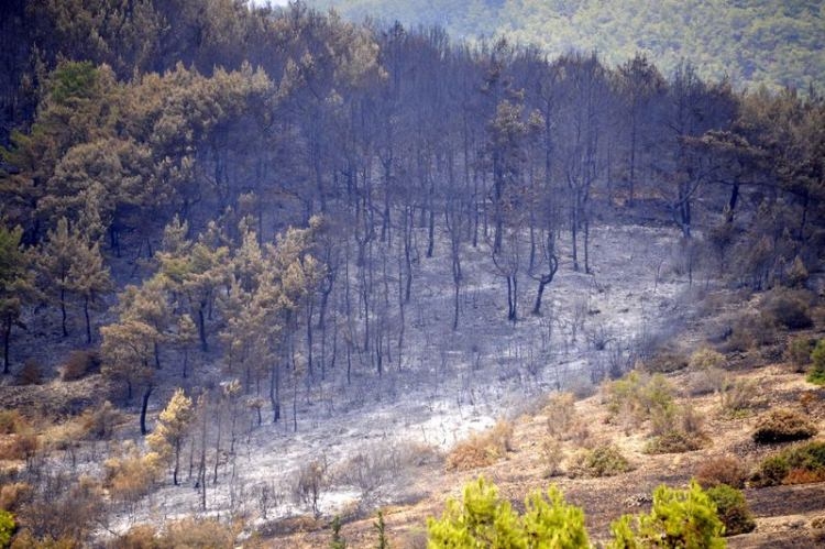 Dünyanın cesaret edemediğini Türkiye yaptı 78