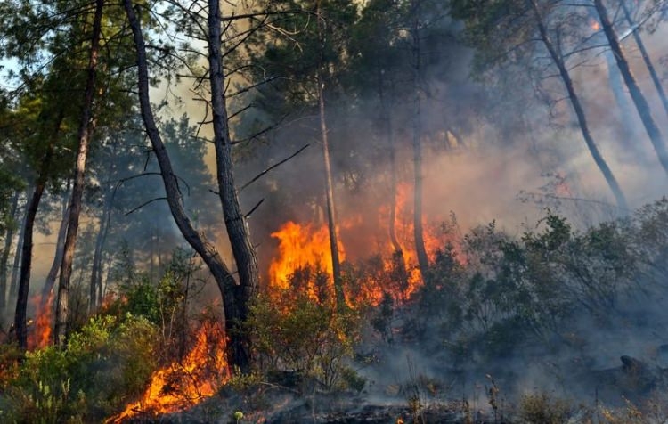 Dünyanın cesaret edemediğini Türkiye yaptı 81