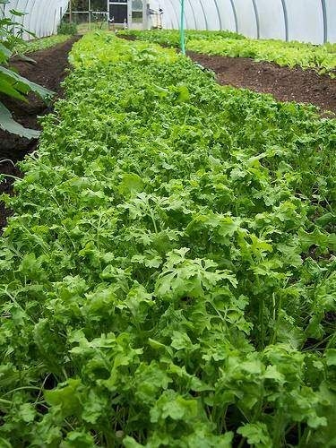 Eğer saçlarınız dökülüyorsa... 14