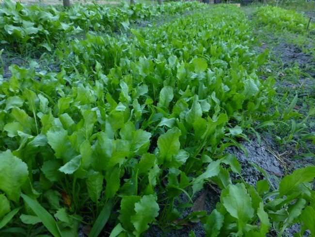 Eğer saçlarınız dökülüyorsa... 16