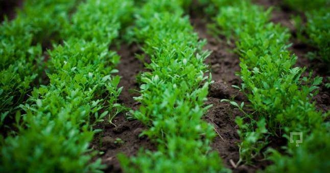 Eğer saçlarınız dökülüyorsa... 8